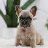 Image of Simba, a French Bulldog puppy