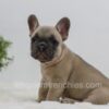 Image of Simba, a French Bulldog puppy