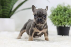 Image of Sky, a French Bulldog puppy