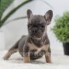 Image of Sky, a French Bulldog puppy