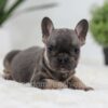 Image of Sky, a French Bulldog puppy