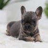 Image of Sky, a French Bulldog puppy