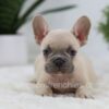 Image of Storm, a French Bulldog puppy