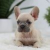 Image of Storm, a French Bulldog puppy