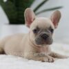 Image of Storm, a French Bulldog puppy