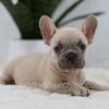 Image of Storm, a French Bulldog puppy
