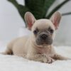 Image of Storm, a French Bulldog puppy