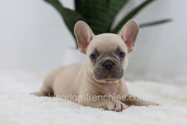 Image of Storm, a French Bulldog puppy