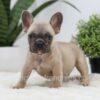 Image of Sumo, a French Bulldog puppy