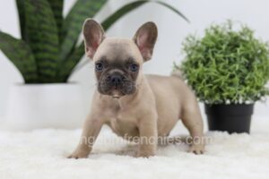 Image of Sumo, a French Bulldog puppy
