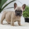Image of Sumo, a French Bulldog puppy