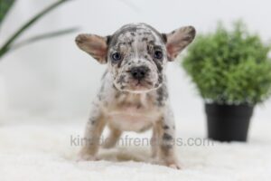 Image of Tessa, a French Bulldog puppy