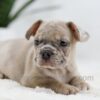 Image of Turbo, a French Bulldog puppy