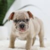 Image of Turbo, a French Bulldog puppy
