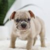 Image of Turbo, a French Bulldog puppy