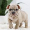 Image of Turbo, a French Bulldog puppy