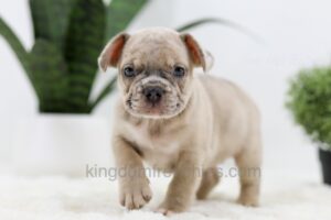 Image of Turbo, a French Bulldog puppy