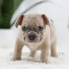 Image of Turbo, a French Bulldog puppy