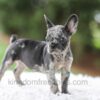 Image of Venus, a French Bulldog puppy