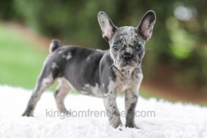 Image of Venus, a French Bulldog puppy
