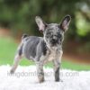 Image of Venus, a French Bulldog puppy