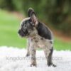 Image of Venus, a French Bulldog puppy