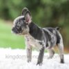 Image of Venus, a French Bulldog puppy