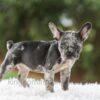 Image of Venus, a French Bulldog puppy