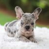 Image of Victor, a French Bulldog puppy