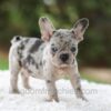 Image of Victor, a French Bulldog puppy