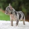 Image of Victor, a French Bulldog puppy