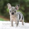 Image of Victor, a French Bulldog puppy