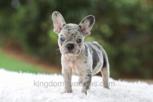 Image of Victor, a French Bulldog puppy