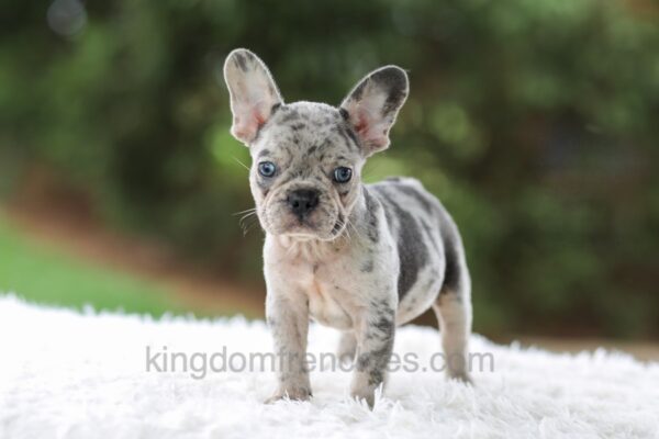 Image of Victor, a French Bulldog puppy