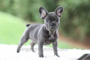 Image of Violet, a French Bulldog puppy