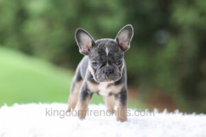 Image of Wendy, a French Bulldog puppy