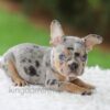 Image of Willow, a French Bulldog puppy