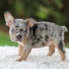 Image of Willow, a French Bulldog puppy