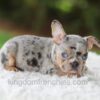 Image of Willow, a French Bulldog puppy