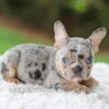 Image of Willow, a French Bulldog puppy