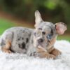 Image of Willow, a French Bulldog puppy
