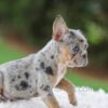 Image of Willow, a French Bulldog puppy