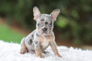 Image of Willow, a French Bulldog puppy