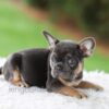 Image of Winston, a French Bulldog puppy