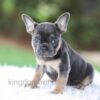 Image of Winston, a French Bulldog puppy