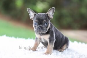 Image of Winston, a French Bulldog puppy