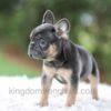 Image of Winston, a French Bulldog puppy
