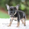 Image of Winston, a French Bulldog puppy