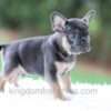 Image of Winston, a French Bulldog puppy