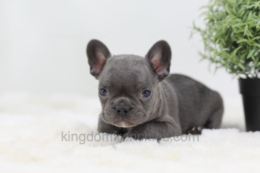 Baxter Image of Baxter, a French Bulldog puppy
